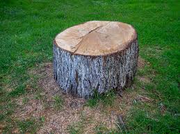 Best Root Management and Removal  in Wildwood, TN
