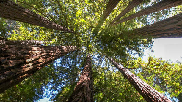 How Our Tree Care Process Works  in  Wildwood, TN