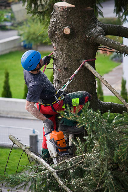 Best Tree Health Inspection  in Wildwood, TN