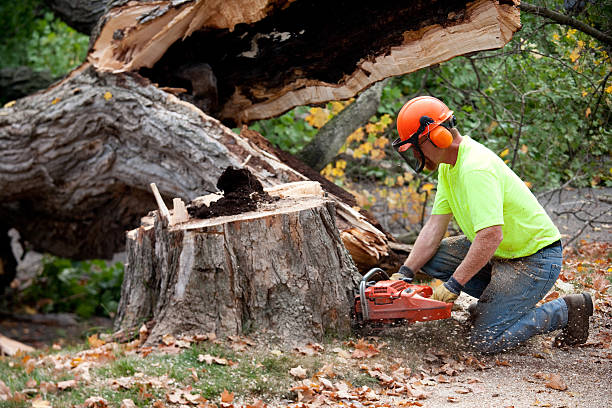 Best Tree and Shrub Care  in Wildwood, TN