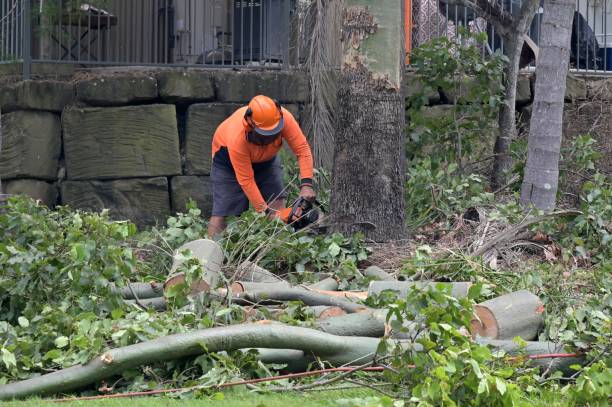 Best Stump Grinding and Removal  in Wildwood, TN