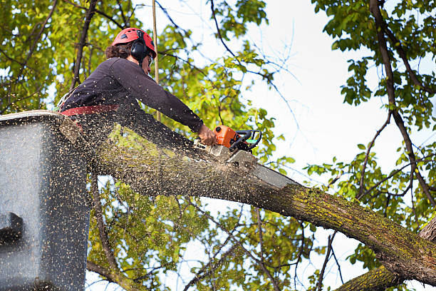 Best Tree Removal  in Wildwood, TN