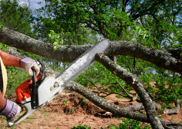 Best Lawn Grading and Leveling  in Wildwood, TN