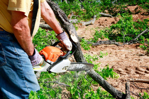 Best Tree Mulching  in Wildwood, TN